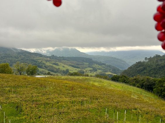 Vinícola Jolimont - Foto 10 de 1